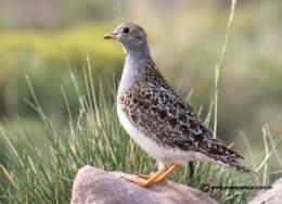 Agachona de collar.jpg