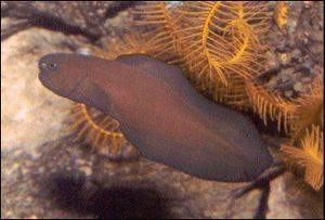 Brotula oscura.jpg