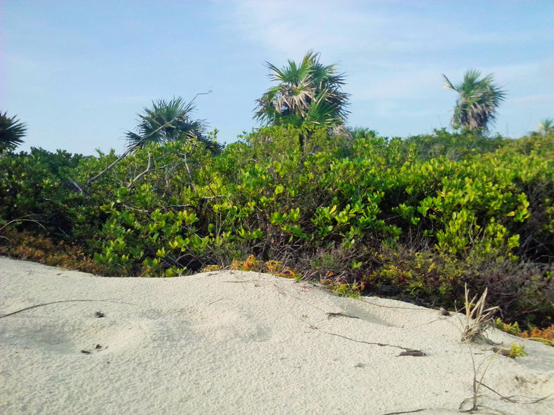 Archivo:CSM Playa Las Gaviotas 023A.jpg