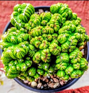 Cactus cerebro.jpg