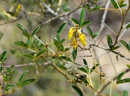 Crotalaria decaryana.jpeg