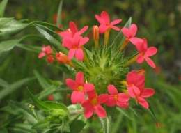 Imag collomia biflora.jpg