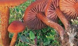 Laccaria bicolor.jpg