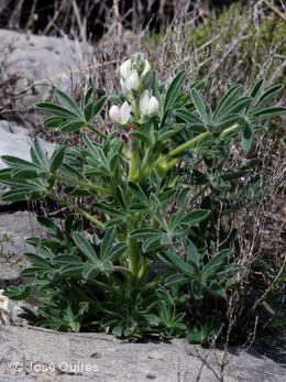 Lupinus mariae-josephae.jpg