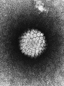 Papilloma Virus (HPV).jpg