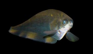 Pez-cuchillo-africano-xenomystus-nigri.jpg