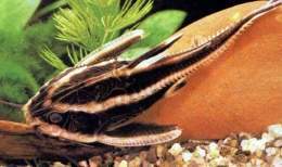 Rafaelo-Rayado-Platydoras-Costatus.jpg