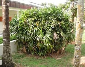 Rhapis-excelsa.jpg