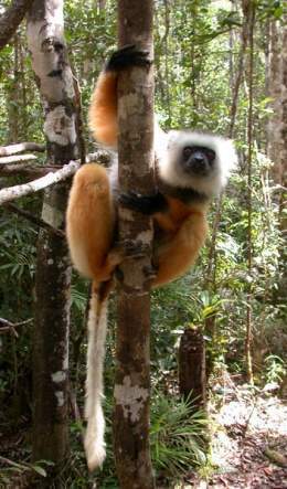 352px-Diademed Sifaka.jpg
