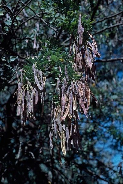 Archivo:Acacia baileyana 4.jpg