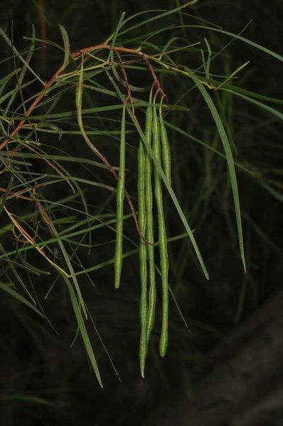 Archivo:Acacia longissima 4.jpg