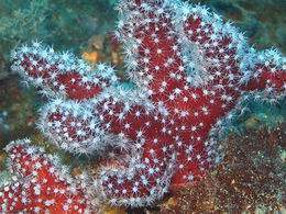 Alcyonium palmatum.jpg