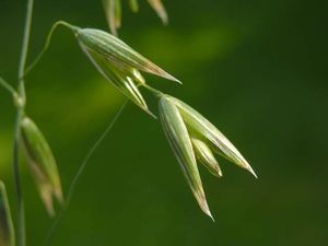Avena-sativa.jpg