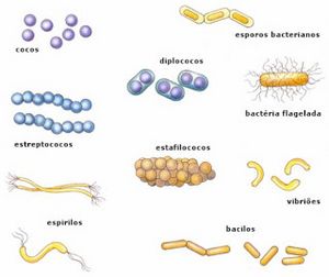 Bacterias anaerobia.jpg