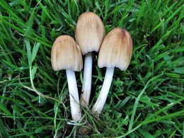 CoprinusSilvaticus.jpg