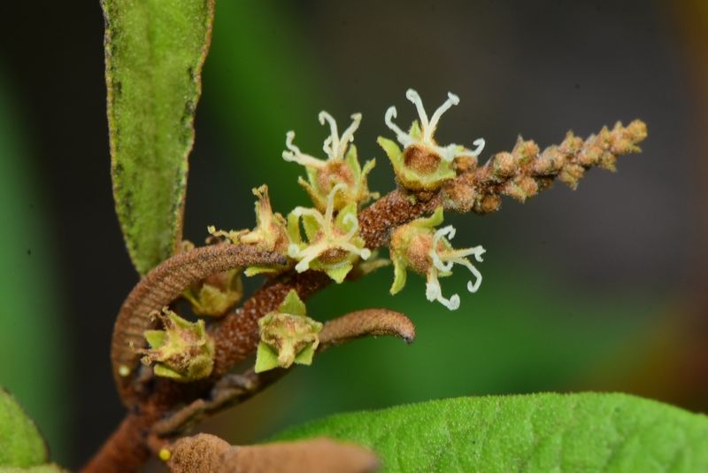 Archivo:Croton impressus 2.jpeg