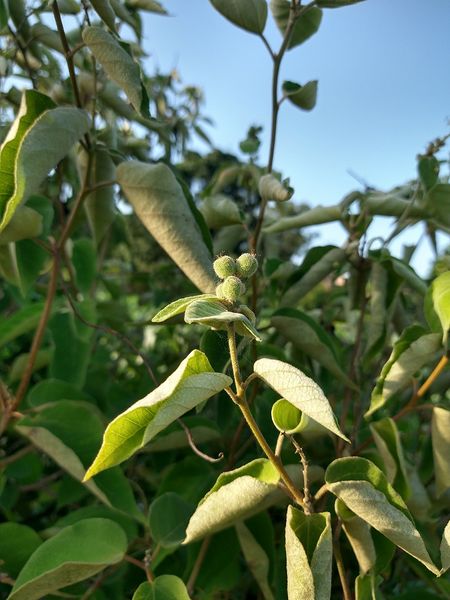 Archivo:Croton lasiopetaloides 1.jpg