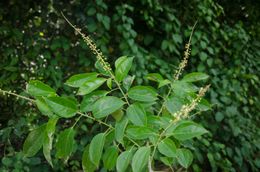 Croton longiracemosus.jpg