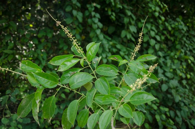 Archivo:Croton longiracemosus.jpg