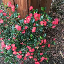 Euphorbia geroldii.JPG