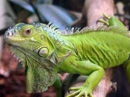 Iguana jamaiquina.jpg