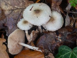 Lepiota forquignonii.jpg