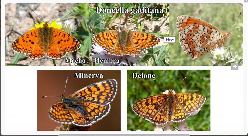 Archivo:Melitaea phoebe2.jpg