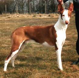 Podenco canario.jpg