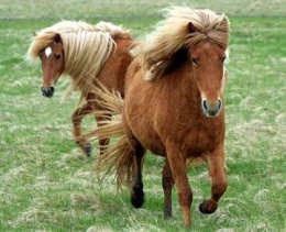 Poni de islandia.JPG