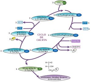 Proceso anabólico.jpeg