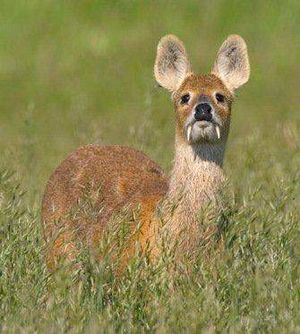 Venado de agua.jpg