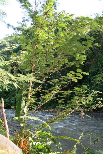 Archivo:Acacia collinsii.jpg