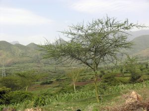 Acacia hockii.jpg