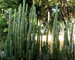 Cactus-Sanpedro.jpg