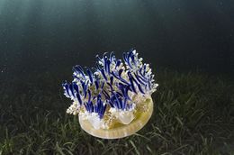 Cassiopea xamachana.jpg