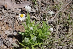 Coronidium boormanii.jpeg