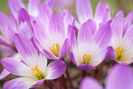 DP7679 Colchicum speciosum Atrorubens.jpg