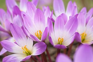 DP7679 Colchicum speciosum Atrorubens.jpg
