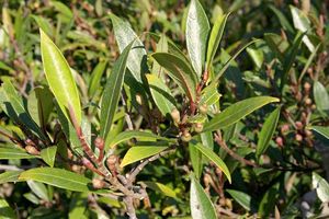 Ficus variolosa.jpg