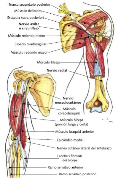 Archivo:Figura 41.JPG