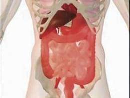 Intestino corto2.jpg