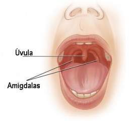 La Uvula.jpg