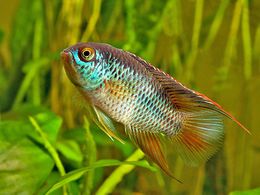 Nannacara anomola regojos dorados.jpg