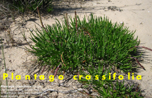 Plantago crassifolia.png