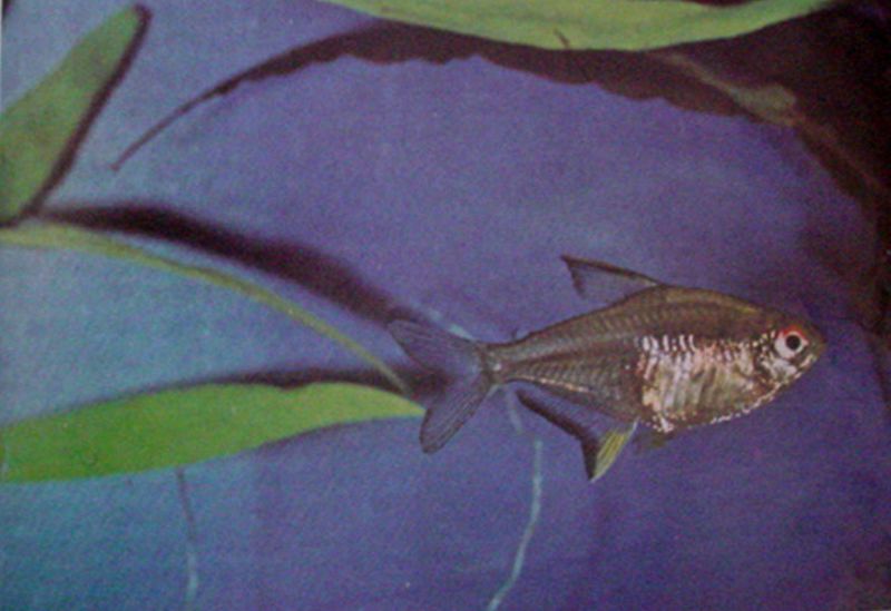 Archivo:Tetra Limón.JPG