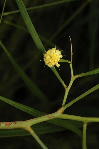 Archivo:Acacia gillii 2.jpg