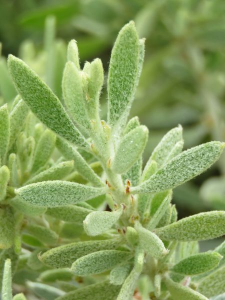 Archivo:Acacia lanuginophylla 5.jpg