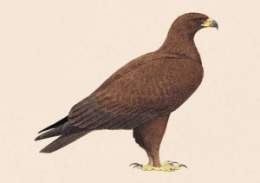 Aguila2.jpg