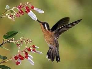 Amistad-colibrí.jpg