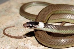 Arrhyton albicollum lesserpientecuba-15102021.jpg